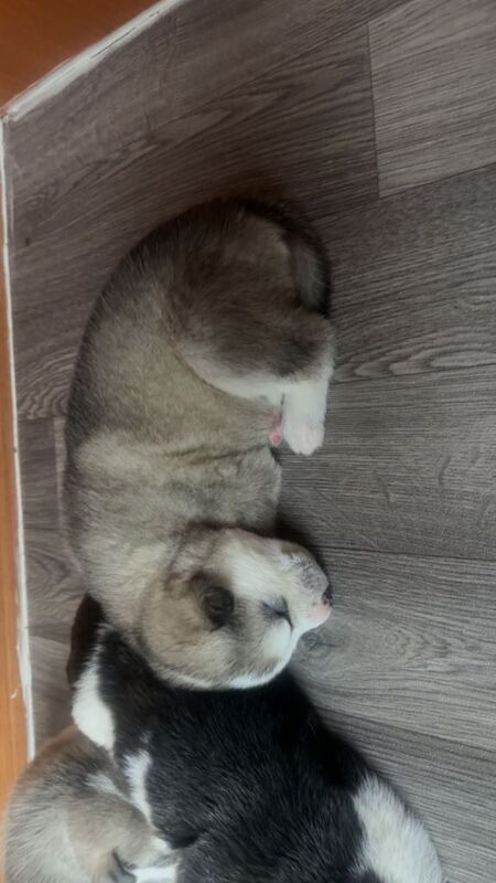 Siberian Husky puppies for sale in Rhyl, Clwyd – 2 weeks old - Image 3 of 5