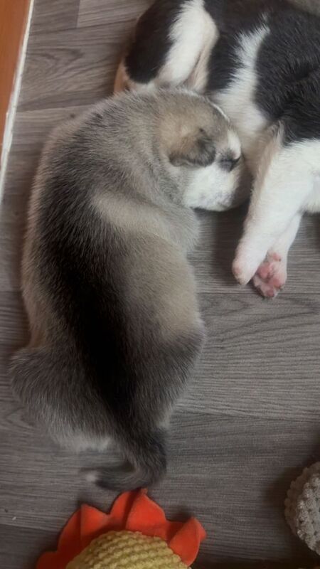 Siberian Husky puppies for sale in Rhyl, Clwyd – 2 weeks old - Image 4 of 5