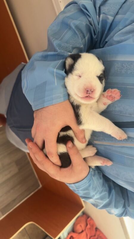 Siberian Husky puppies for sale in Rhyl, Clwyd – 2 weeks old - Image 5 of 5