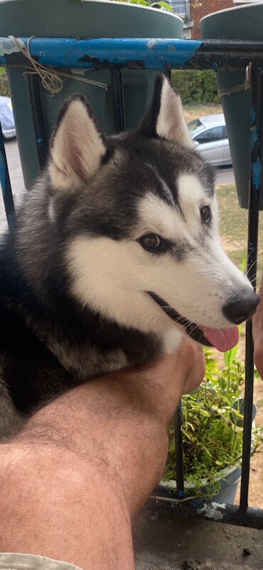 Husky puppy 18 mounts