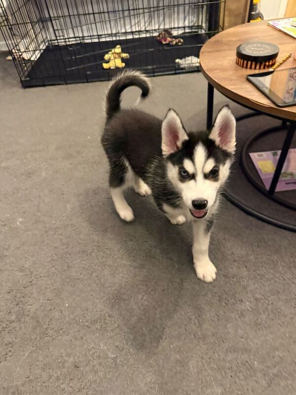 Siberian Husky Puppies For Sale Under £1,000