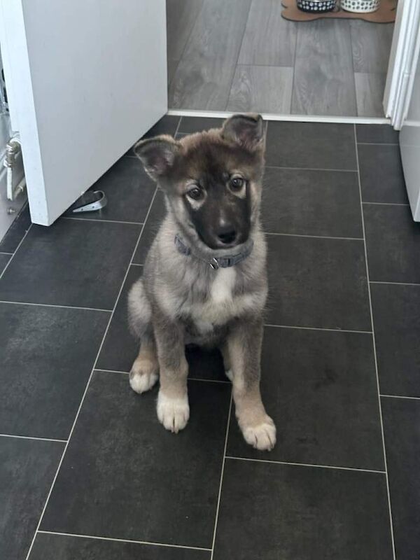 Siberian Husky puppies for sale in East End, East Riding of Yorkshire – 3 months old