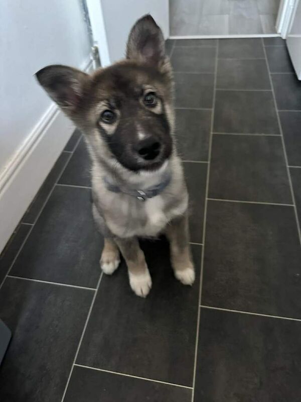 Siberian Husky puppies for sale in East End, East Riding of Yorkshire – 3 months old - Image 2 of 3