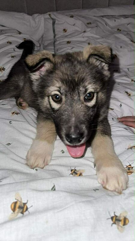 Siberian Husky puppies for sale in East End, East Riding of Yorkshire – 3 months old - Image 3 of 3