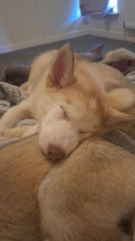 Husky Puppies For Sale