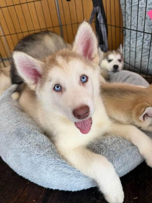 Husky puppy - Image 2 of 5