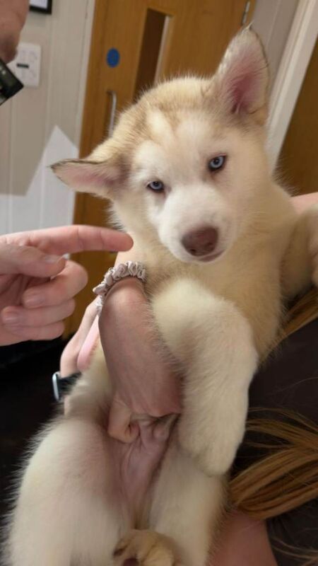 Husky puppy - Image 3 of 5