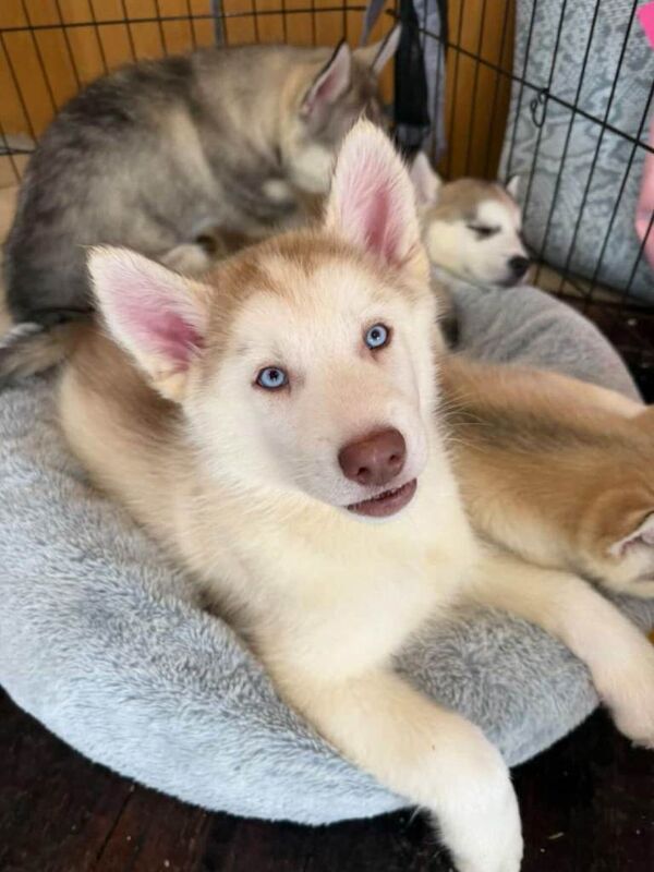 Husky puppy - Image 4 of 5