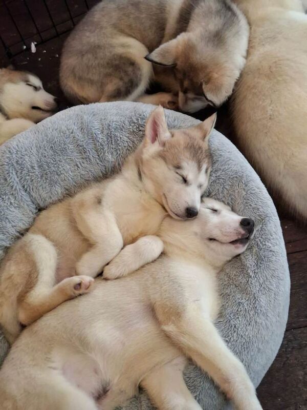 Husky puppy - Image 5 of 5