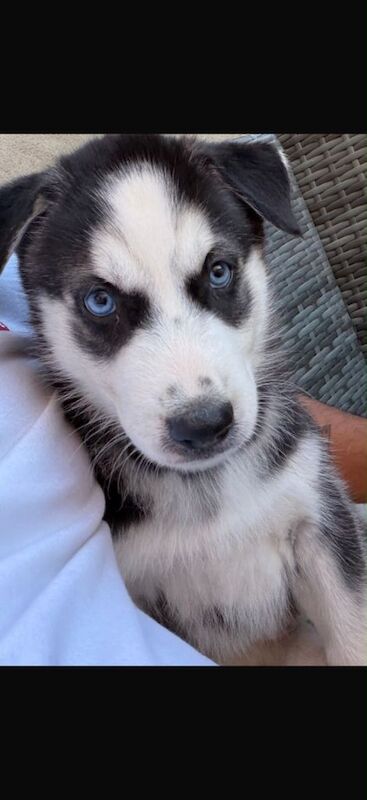 Husky Puppy