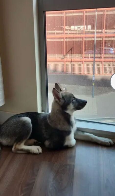 Husky puppy !!
