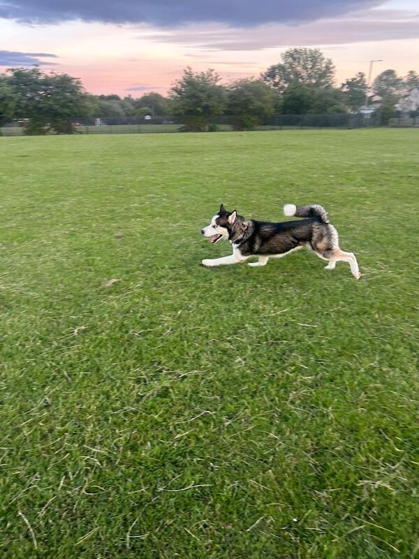 Husky Puppies For Sale