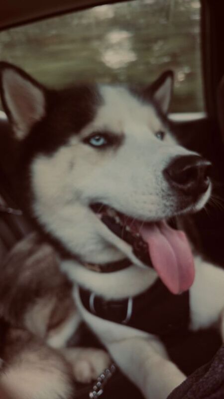 Husky puppy - Image 2 of 2