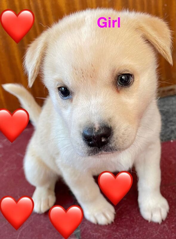 Siberian Husky puppies for sale in Maryport, Cumbria – 8 weeks old