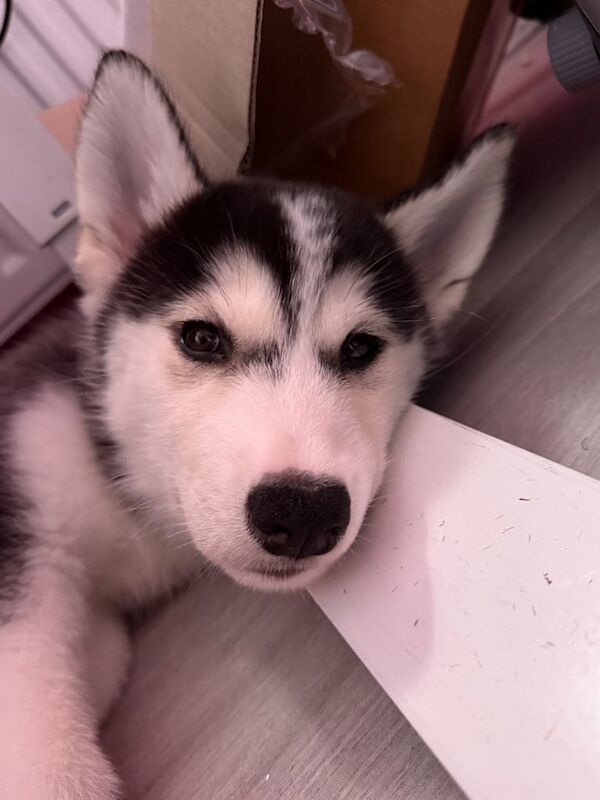 Siberian Husky puppies for sale in Welwyn Garden City, Hertfordshire – 11 weeks old