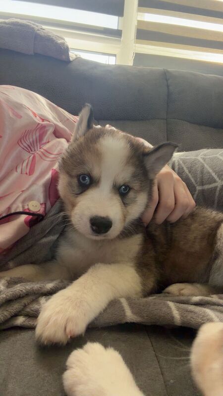 Siberian Husky Puppies For Sale Under £1,000