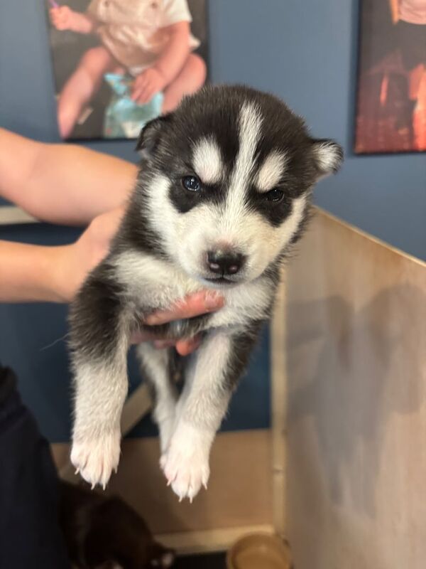 Siberian Husky puppies for sale in Twickenham, Greater London – 8 months old - Image 1 of 3