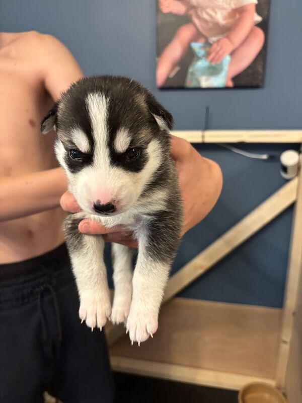 Siberian Husky puppies for sale in Twickenham, Greater London – 8 months old - Image 2 of 3