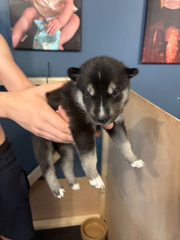 Siberian Husky puppies for sale in Twickenham, Greater London – 8 months old - Image 3 of 3