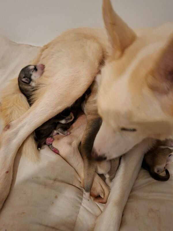Siberian Husky puppies for sale in Machen, Gwent – 5 weeks old