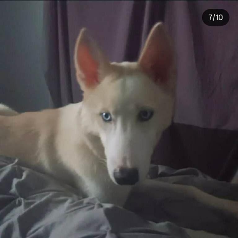 Siberian Husky puppies for sale in Machen, Gwent – 3 weeks old - Image 2 of 6