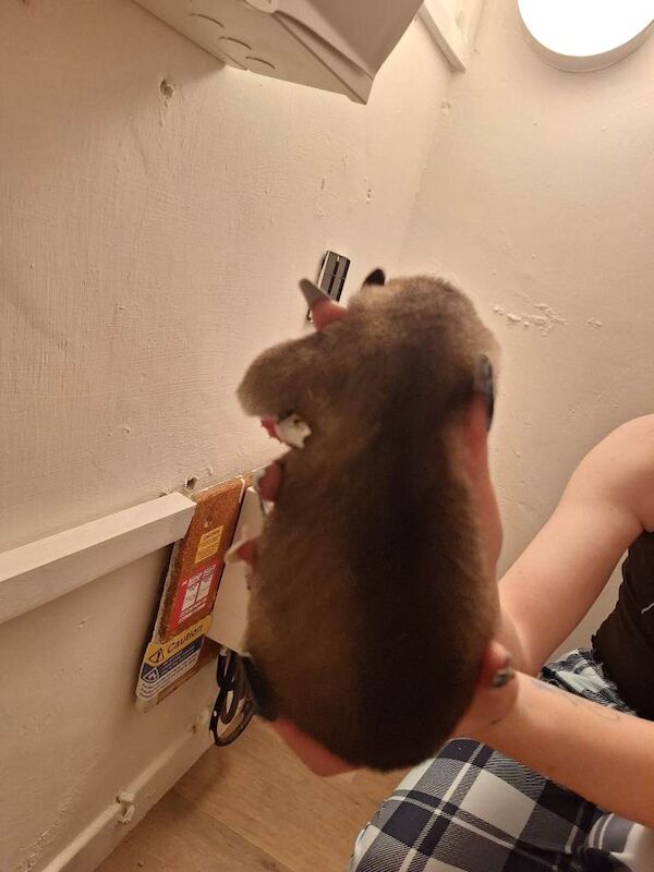 Siberian Husky puppies for sale in Machen, Gwent – 3 weeks old - Image 3 of 6