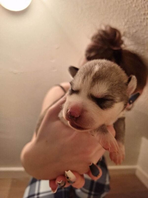 Siberian Husky puppies for sale in Machen, Gwent – 3 weeks old - Image 4 of 6