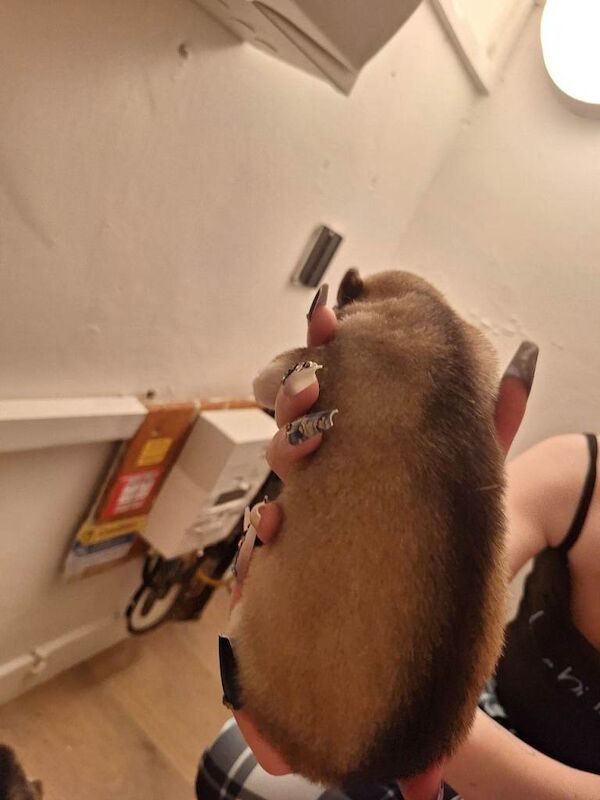 Siberian Husky puppies for sale in Machen, Gwent – 3 weeks old - Image 5 of 6