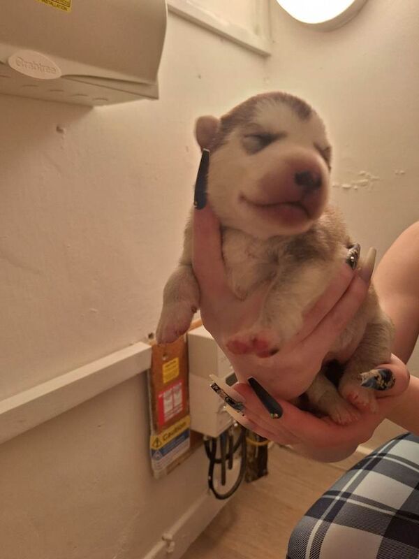 Siberian Husky puppies for sale in Machen, Gwent – 3 weeks old - Image 6 of 6