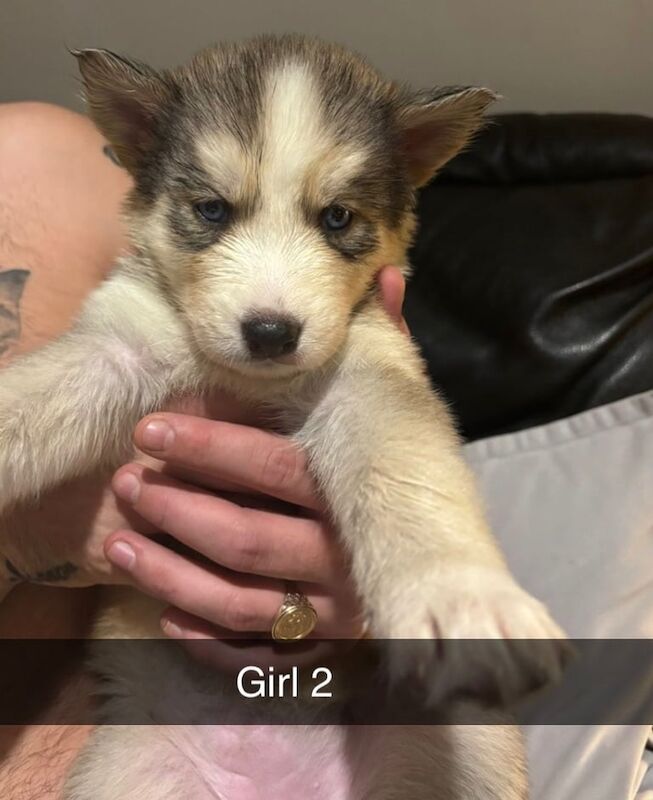 Siberian Husky puppies for sale in Heathrow, London – 7 weeks old