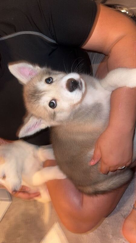 Siberian Husky puppies for sale in Bromley, Greater London – 10 weeks old