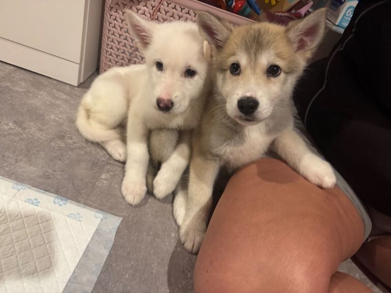 Siberian Husky puppies for sale in Bromley, Greater London – 10 weeks old - Image 2 of 4