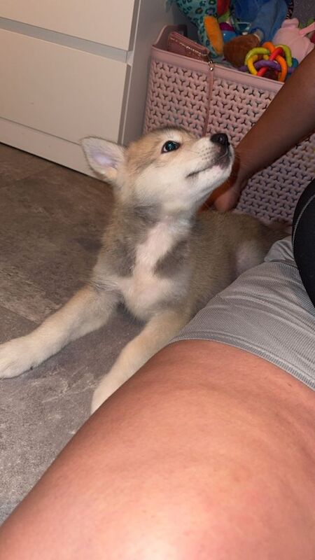 Siberian Husky puppies for sale in Bromley, Greater London – 10 weeks old - Image 4 of 4