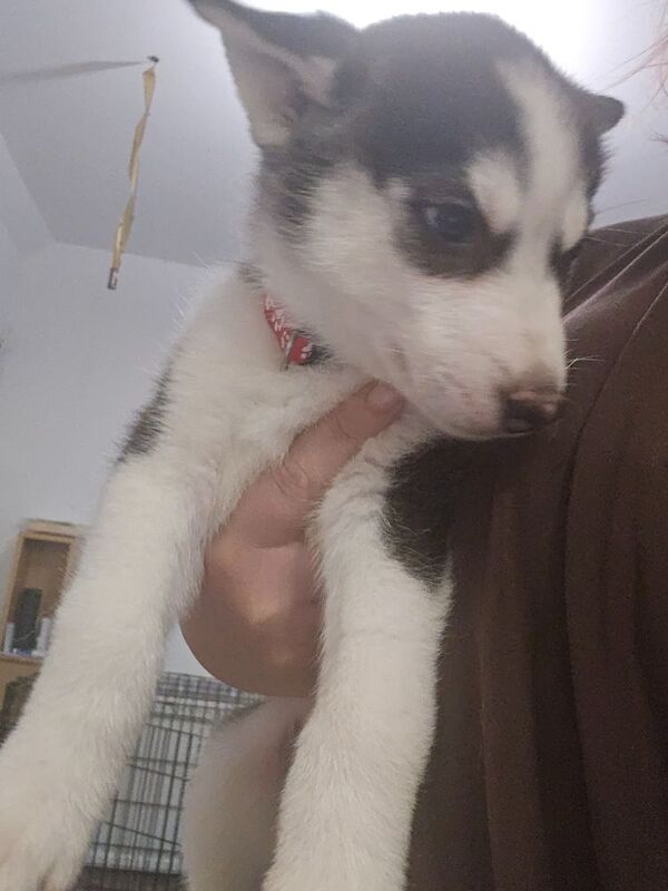 Husky pups for sale