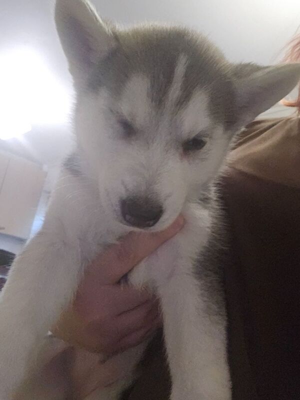 Husky pups for sale - Image 2 of 4