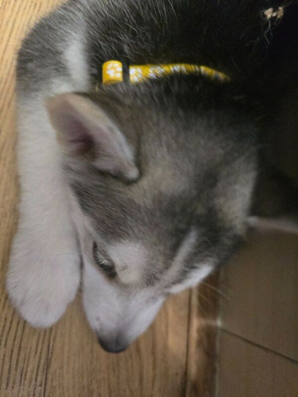 Husky pups for sale - Image 3 of 4