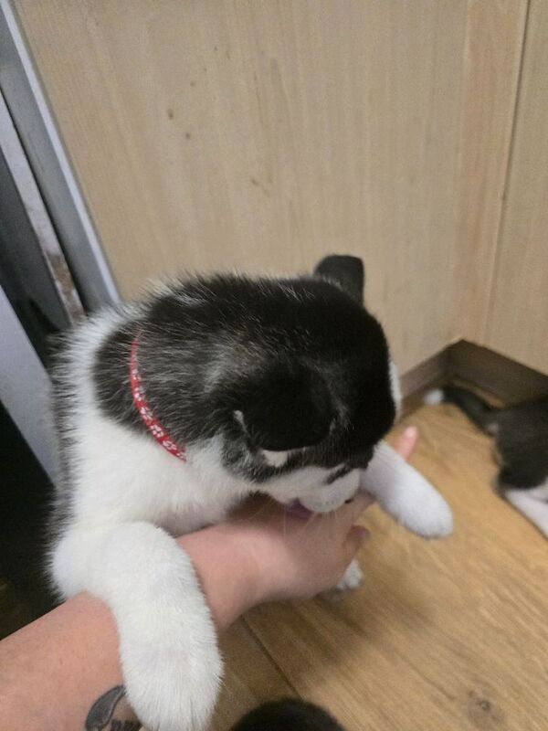 Husky pups for sale - Image 4 of 4