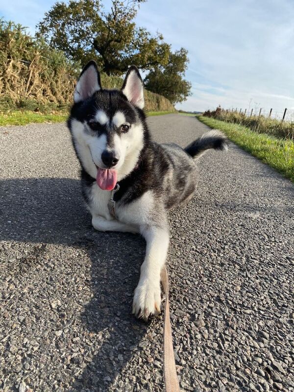 Siberian Husky Puppies For Sale Under £1,000