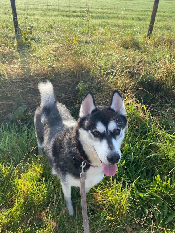 Siberian Husky puppies for sale in Tain, Ross and Cromarty – 2 years old - Image 2 of 2