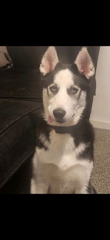 Siberian Husky puppies for sale in Mayfield, Midlothian – 1 year old