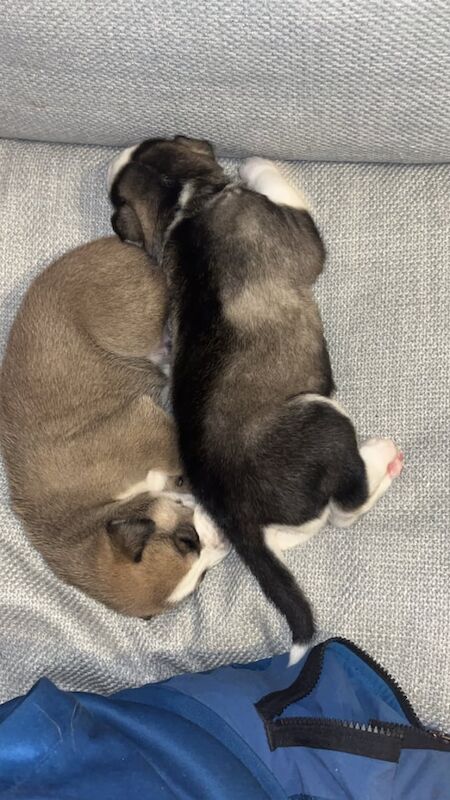 Siberian Husky puppies for sale in Tadcaster, North Yorkshire – 19 years old