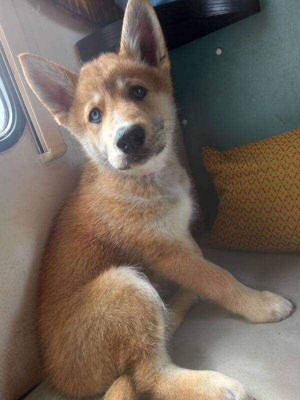 Husky x for sale in Padstow, Cornwall
