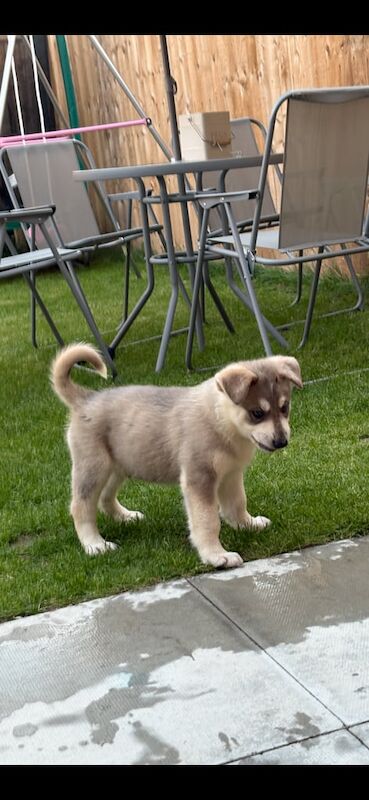 Siberian Husky puppies for sale in Gainsborough, Lincolnshire – 11 weeks old