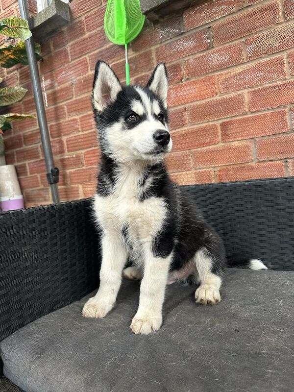 Husky x Alaskan Malamute puppies for sale in Leicester, Leicestershire - Image 2