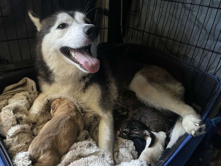 Siberian Husky puppies for sale in Biggleswade, Bedfordshire – 10 weeks old