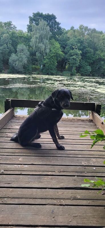 Siberian Husky puppies for sale in Stonehouse, Gloucestershire – 3 years old