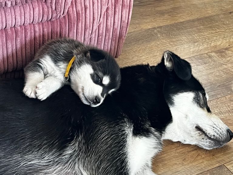 Husky x Labrador - Image 2 of 5