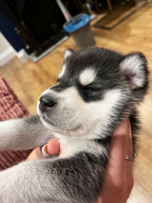 Husky x Labrador - Image 3 of 5