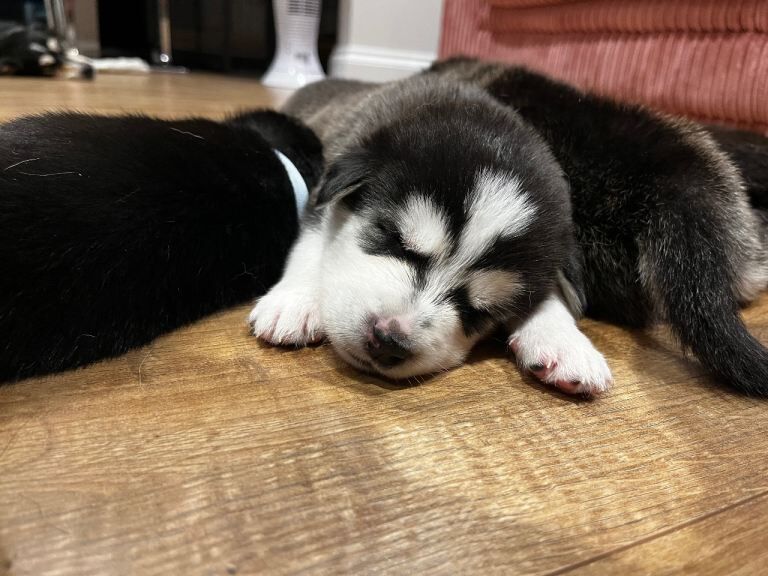 Husky x Labrador - Image 4 of 5