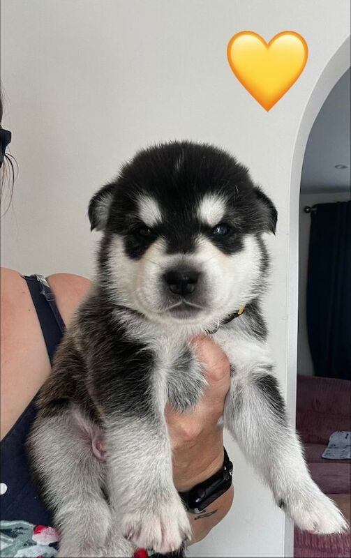 Husky x Labrador - Image 5 of 5